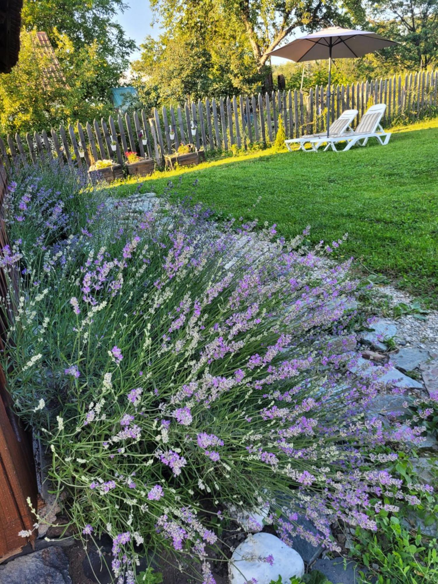 Casa Cu Lavanda *